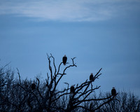 Eagles Feb 2026